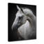 Maggie - reproduction de photo sur toile-31942097-103282111