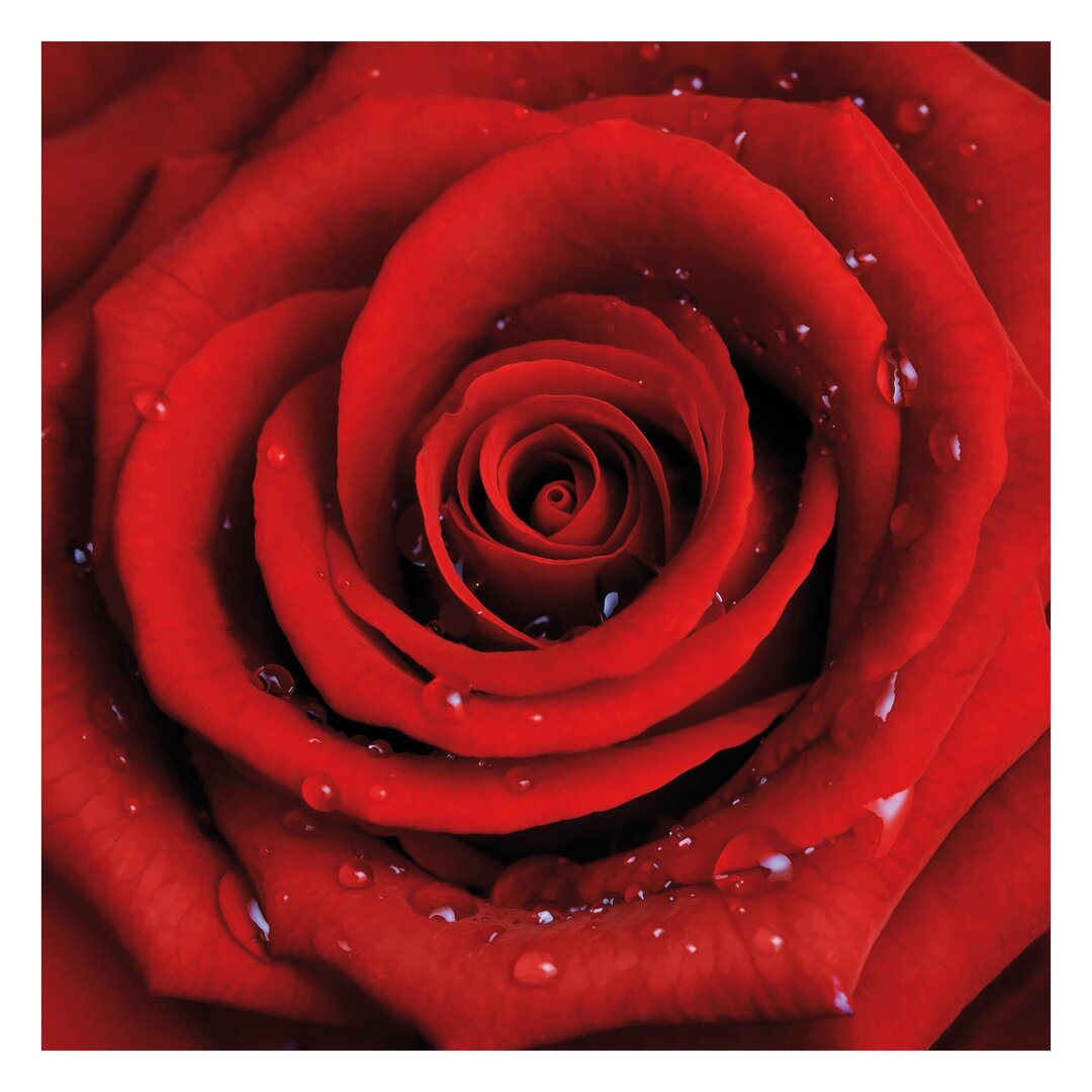 Matt Fototapete Rote Rose mit Wassertropfen 2,4 m x 240 cm