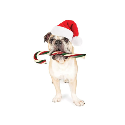 Christmas Bulldog Eating Candy Cane by Susan Richey - Gallery-Wrapped Canvas Giclée on Canvas