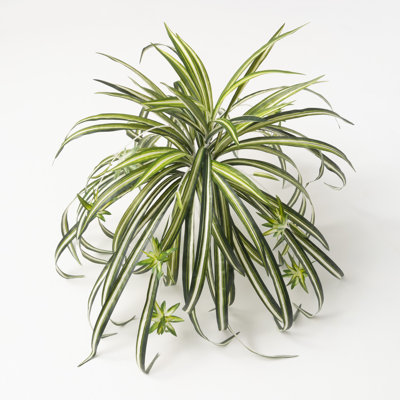 Marcantonio Spider Plant Arrangement