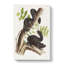 Black Squirrels by J.W. Audubon - Wrapped Canvas Painting-55371431