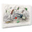 Assortment Of Beetles PL.71 by Oliver Goldsmith - Wrapped Canvas Painting-55367932