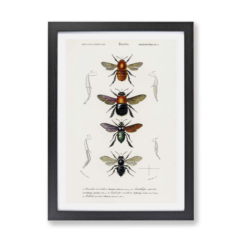 Flying Insect Illustrations PL. 1 by Charles D' Orbigny - Single Picture Frame Painting, 24cm H x 33cm W x 2cm D, Black