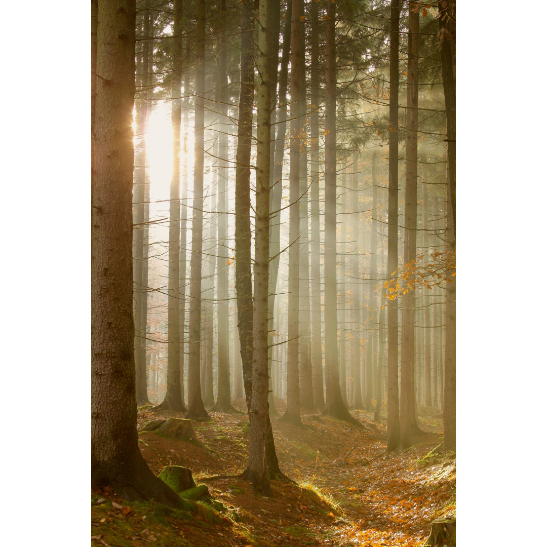 Coniferous Forest - Wrapped Canvas Print