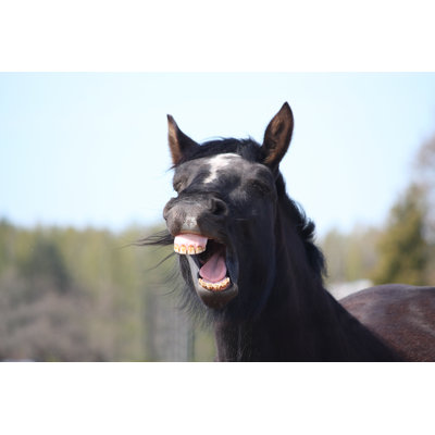«Black Yawning Horse» par Aswinbank - photographie sur toile tendue