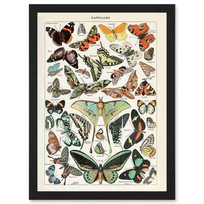 Millot Encyclopedia Vintage Variety Butterflies Moths Nature by Adolphe Philippe Millot - Single Picture Frame Print