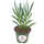 Florida House Plants Blue Chalksticks Plant Senecio Mandraliscae | Wayfair