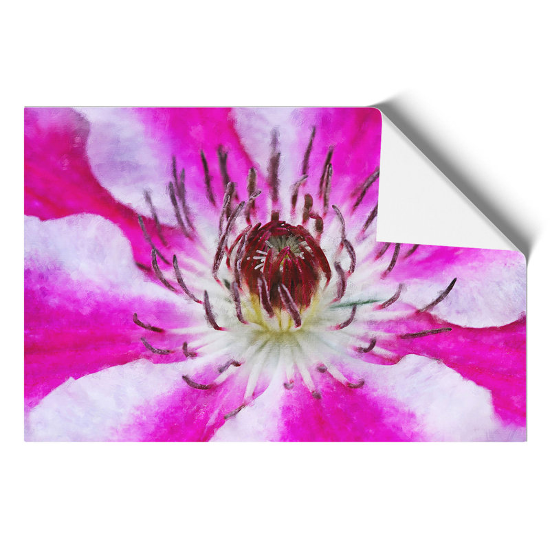 Pink Clematis Flower - No Frame Print, 42cm H x 59cm W x 0.1cm D