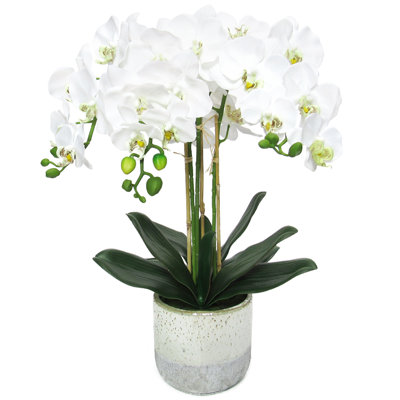 Centres de table orchidées phalaenopsis en pot