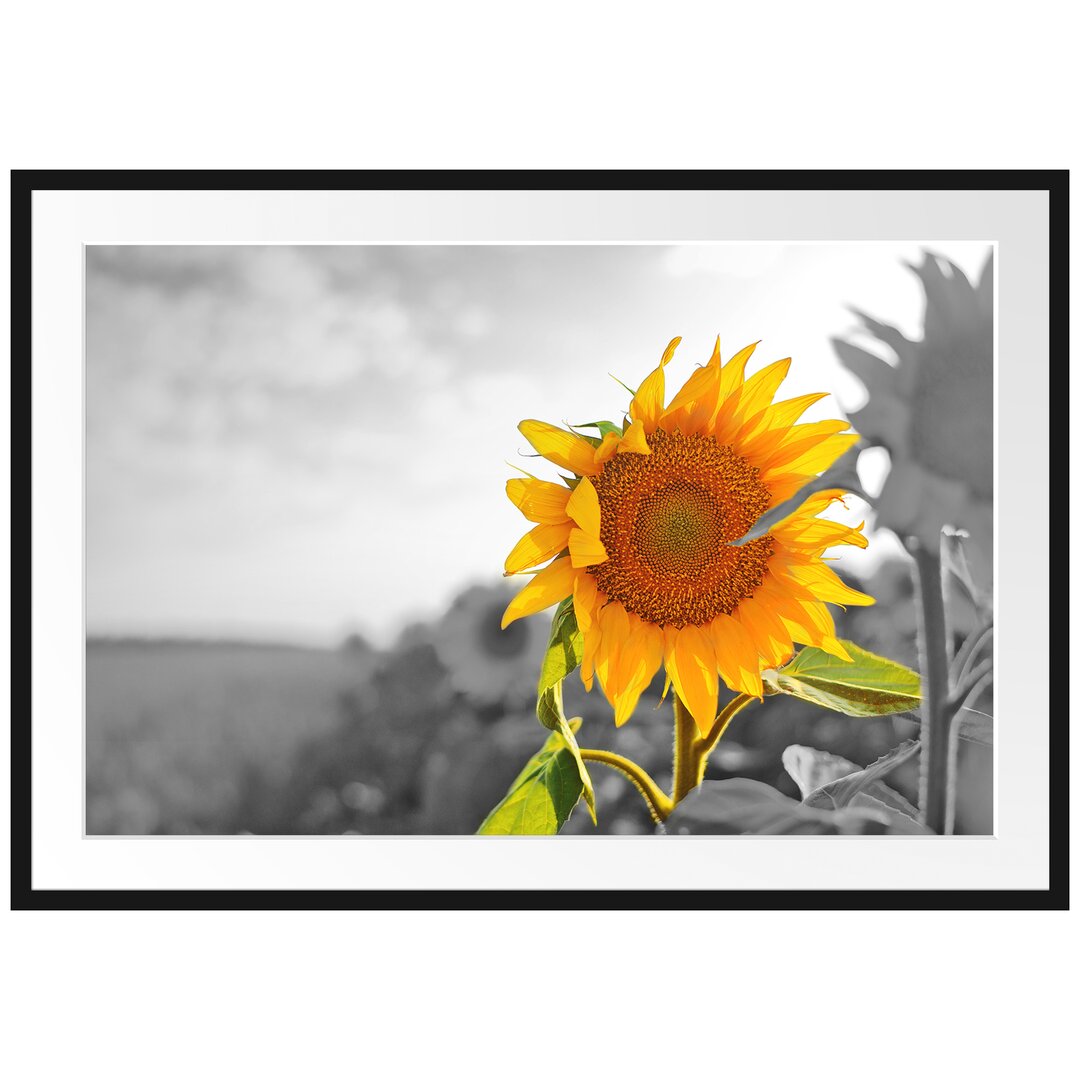 Gerahmtes Poster Nahaufnahme einer Sonnenblume