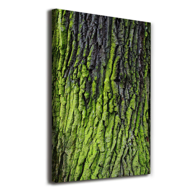 Tree Bark - Wrapped Canvas Print