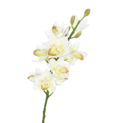Orchid Arrangement