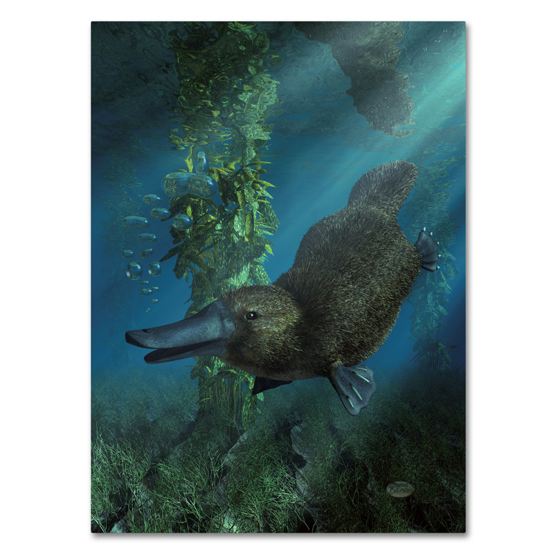 Platypus Underwater 24 x 32 Gallery-Wrapped Canvas Art