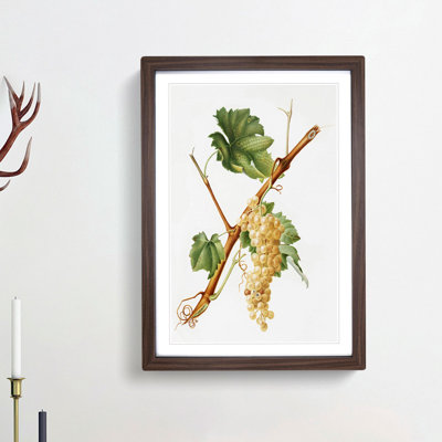 Vermentino Grapes by Giorgio Gallesio - Picture Frame Painting Print