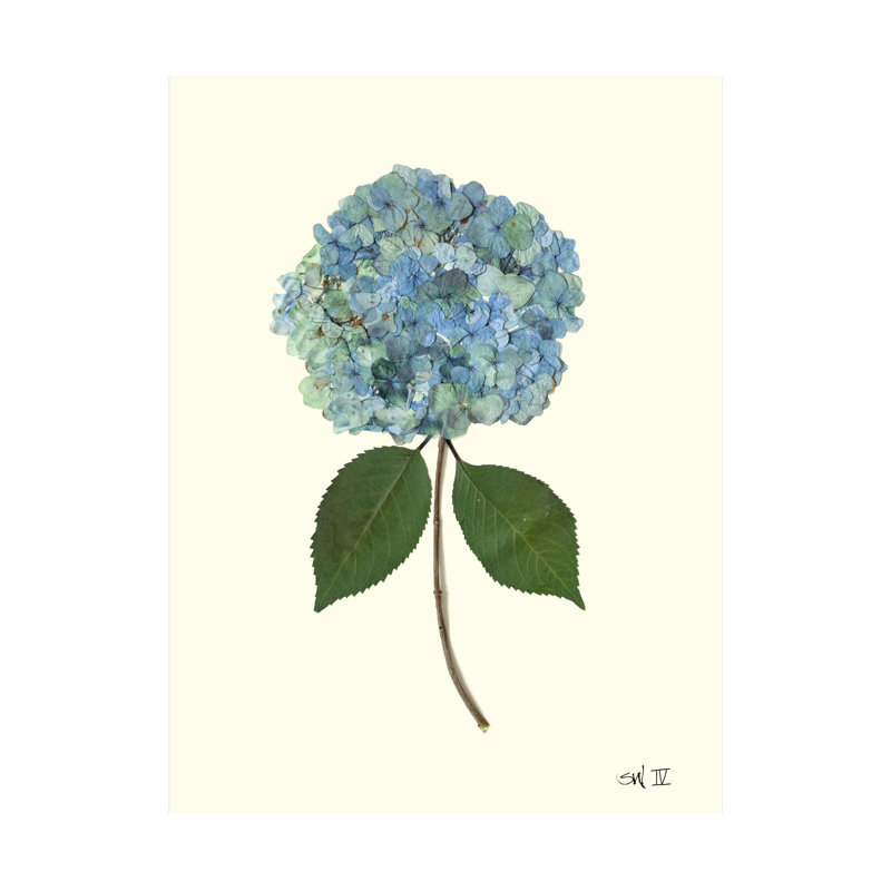 Pressed Hydrangea Set by Sandy Whitaker, 35" H x 26" W, Antique Gold
