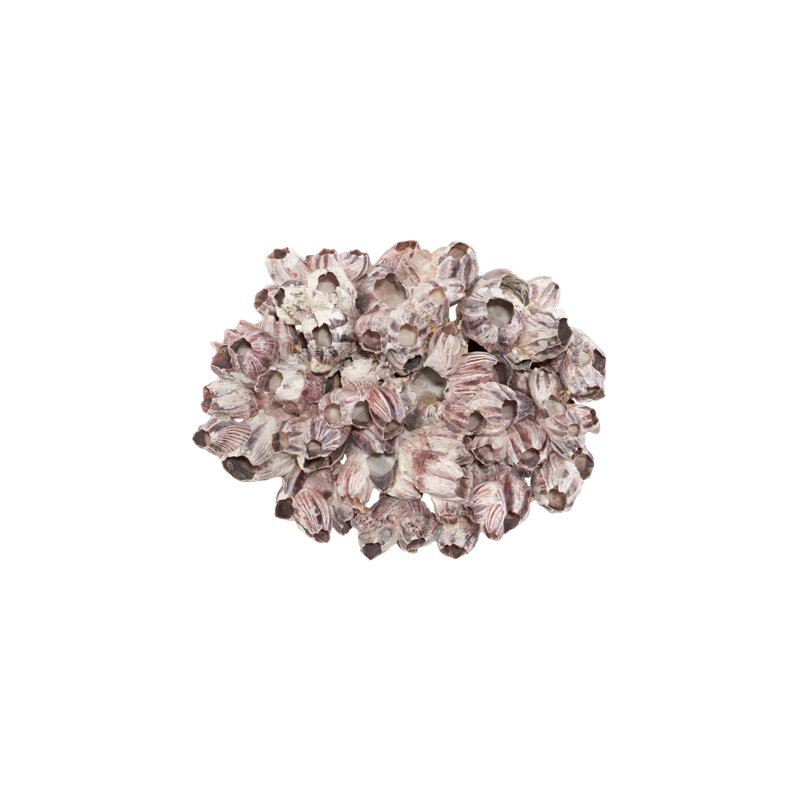 Barnacle Cluster Wall Art, LG