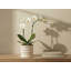 Pot de fleurs Moon Gate pour orchidées avec soucoupe intégrée - Petit pot en céramique émaillée pastel (lot de 4) - Jarin extérieur-1232645004-1232645005