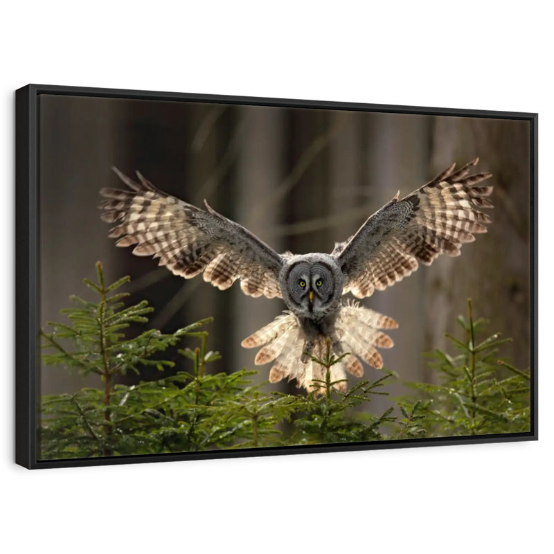 Brampt Flying Owl, 25" H x 37" W