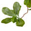 Faux Aralia Tree-Faux Aralia Tree-8'-150141452