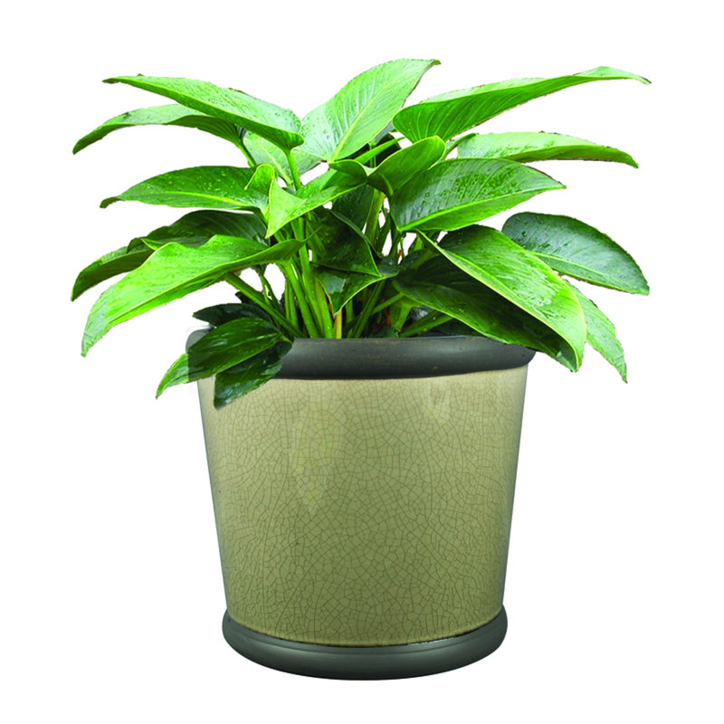 Khalya Ceramic Pot Planter