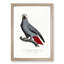 The Grey Parrot by F. Levaillant - Picture Frame Painting Print-55611597-55611606