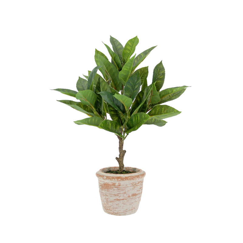 PLANT 2PK POT EUCALYPTUS 10IN CITRUS 16IN