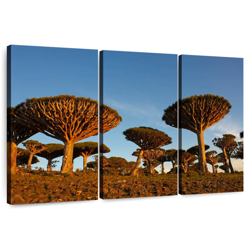 Socotra Island Trees, 32" H x 50" W
