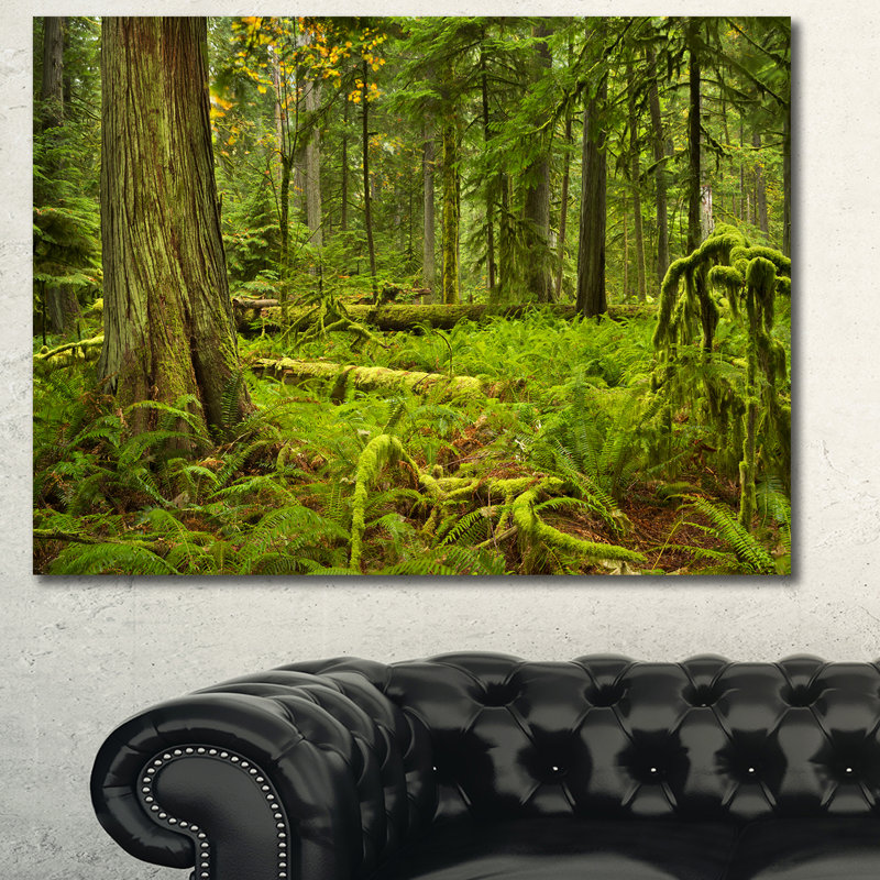 «Lush Rainforest in Cathedral Grove», reproduction de photo sur toile, H 30 po x l 40 po x P 1 po, Toile tendue