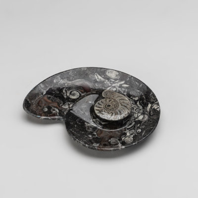 Ammonite polie et plaque de fossile orthocera (1,2 lb)