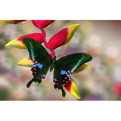 Papilio Arcturus by Dmitrii Melgunov (Ritam) - Wrapped Canvas Print