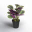 16.1 Plante