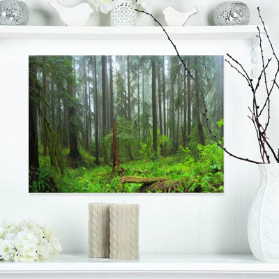 Hoh Rain Forest - reproduction de photo sur toile tendue