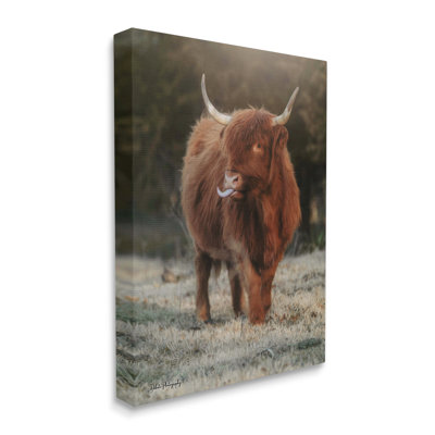 Highland C best Farmhouse Country Animal par Dakota Diener - photographie sur toile tendue