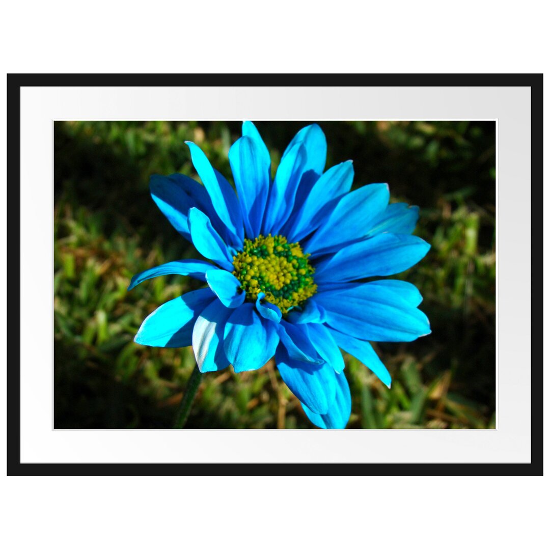 Gerahmtes Poster Schöne blaue Blüte