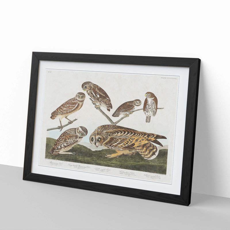 Selection of Owls by John Audubon - Picture Frame Painting Print, 36cm H x 48cm W x 2cm D, Black Framed