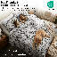 Ensemble de couette réversible Southshore Fine Linens Pure Melody, coloris Pure Melody Aqua, en microfibre doublement brossée à motif cachemire, garnissage en fibres synthétiques, comprenant une couette et deux taies d'oreiller King (taille King/California King).-704712485-704712489