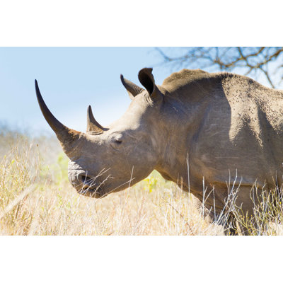 Rhinocéros isolé - Photographie sur toile tendue