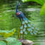 Peacock Statue