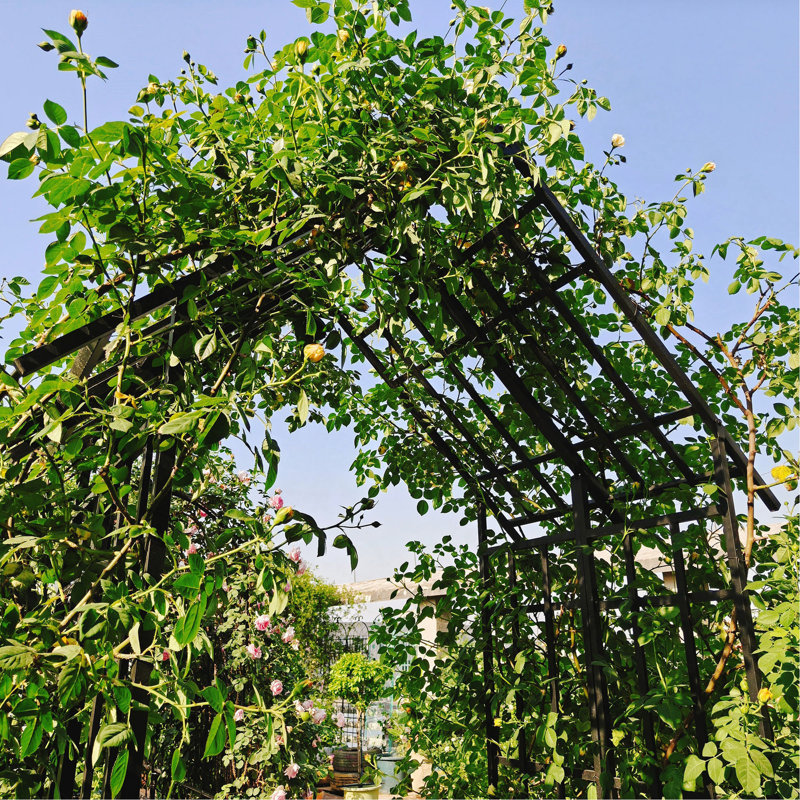 Arche de jardin en métal avec arche de rose réglable à l 42,52 po x l 78,15 po