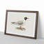 Male Black-Headed Gull by Von Wright - Framed Print-55576871-55576872