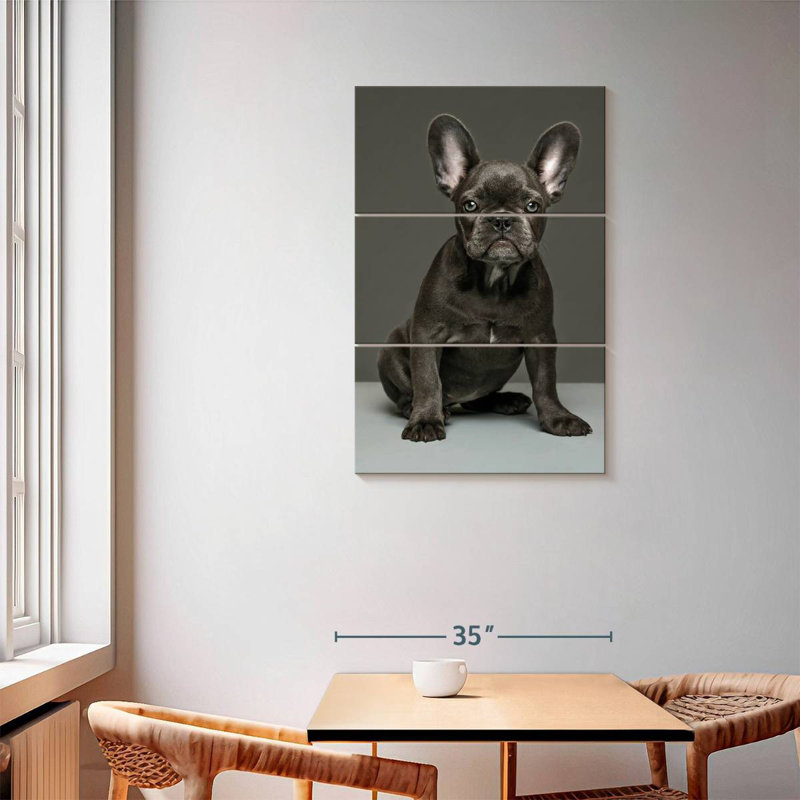 Chiot bouledogue français Brampt, H 57 po x l 36 po