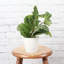 Live Green Prayer Plant in Classic Pot-83156959