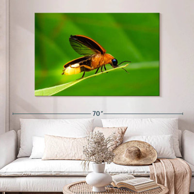 Arney Firefly