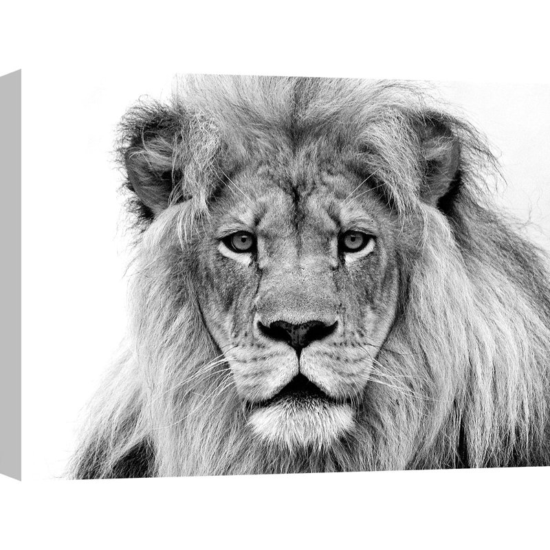 Male Lion by William Franklin - Wrapped Canvas Print, 70cm H x 100cm W x 4cm D