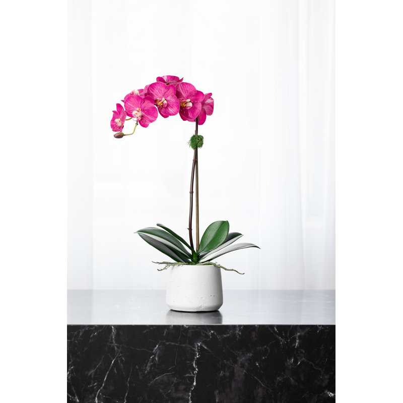 Orchid Floral Arrangements in Planter, White