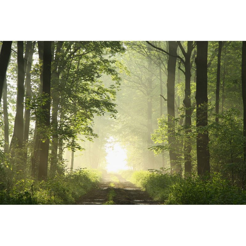 Spring Forest At Dawn - Wrapped Canvas Print, 20cm H x 30cm W