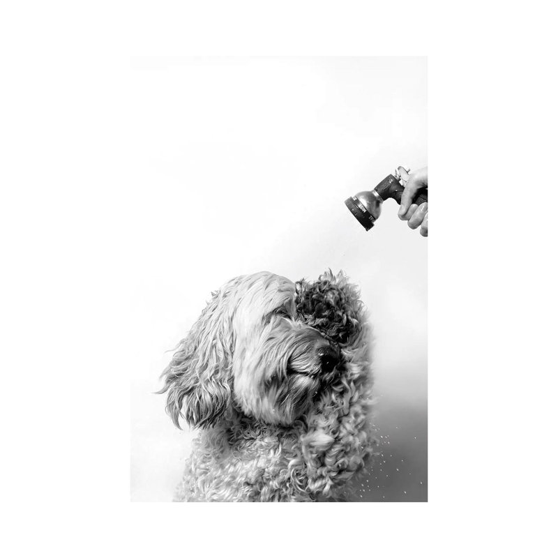 «Wet Dog, Lelu, Black and White» par Sophie Gamand - reproduction de photo, Toile tendue, Pas de tapis