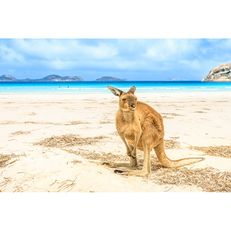 Kangaroo At Lucky Bay par - Photographie de toile tendue, H 8 po x l 12 po
