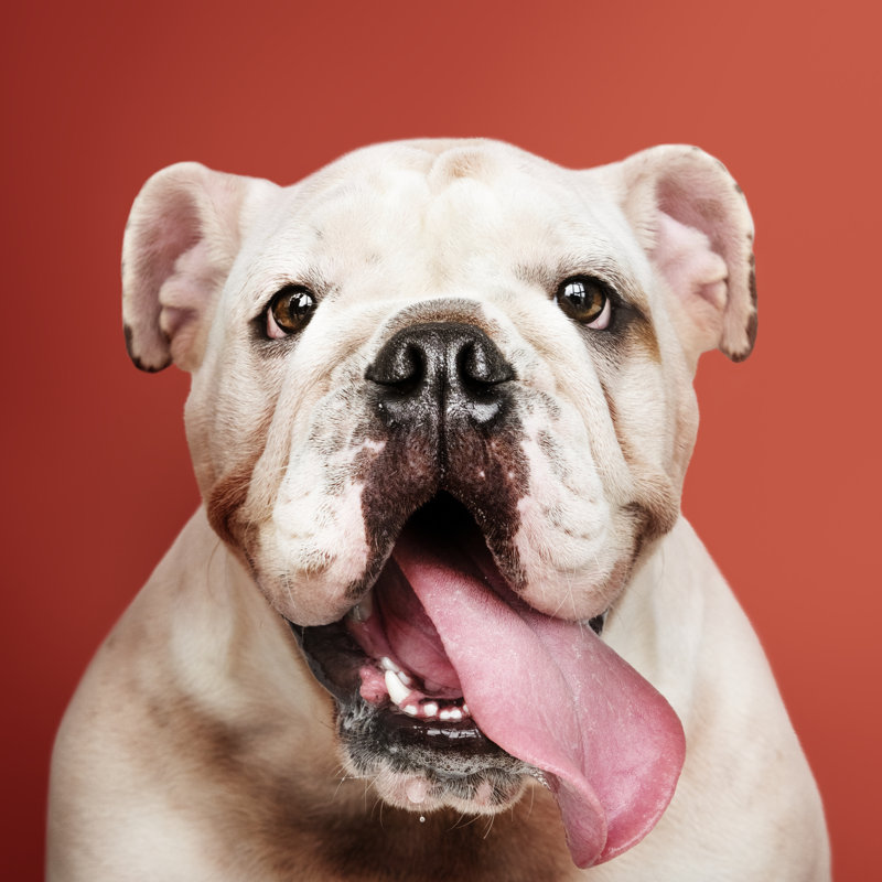 Bulldog Puppy by Rawpixel - Wrapped Canvas Print, 30cm H x 30cm W