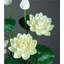 Arrangement de renoncule-739240204